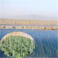 Commercial Tunnel Greenhouse Film for Tomato Planting